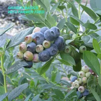 Garden Basics with Farmer Fred artwork