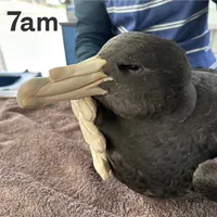 7am artwork