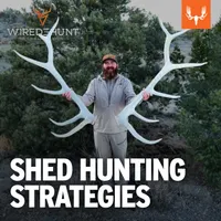 Wired To Hunt Podcast artwork