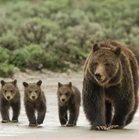 The Wild with Chris Morgan artwork