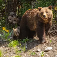 The Wild with Chris Morgan artwork