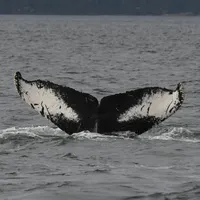 The Wild with Chris Morgan artwork