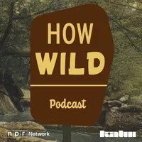 The Wild with Chris Morgan artwork