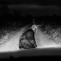 Relatos de la Noche artwork