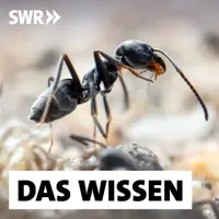 Das Wissen | SWR artwork