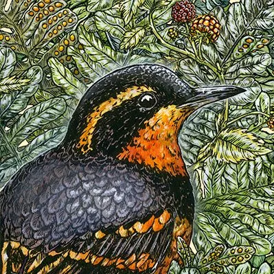 BirdNote artwork