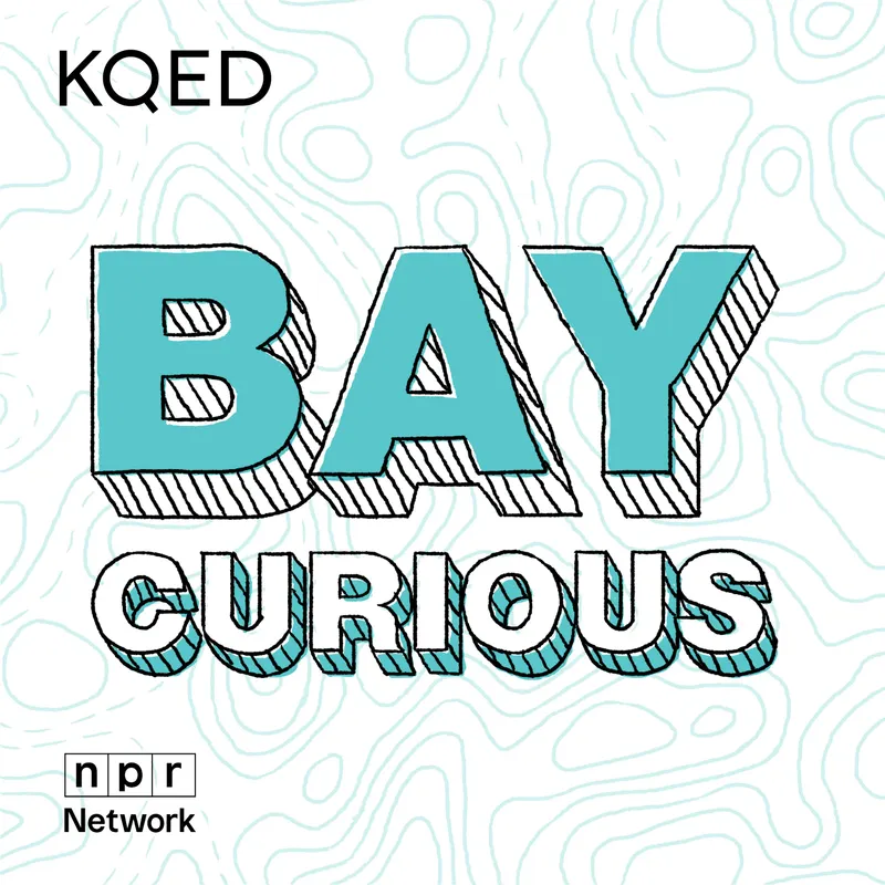 Bay Curious artwork