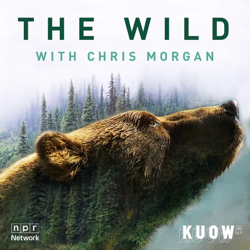 The Wild with Chris Morgan artwork