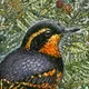 BirdNote artwork