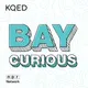 Bay Curious artwork