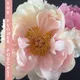 The Flower Podcast artwork
